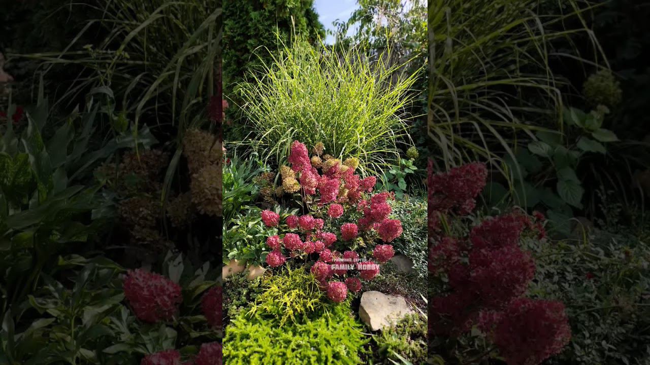 #сад В МИР КРАСОТЫ с нами по ПУТИ Family hobby канал о ЖИЗНИ и создании прекрасного САДА смотреть онлайн