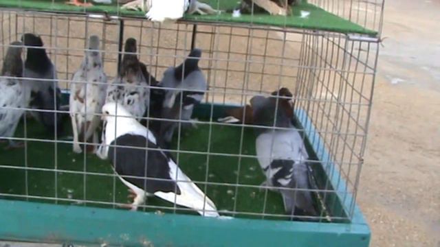 Ярмарка голубей г.Краснодар 03.04.2022г. 2часть смотреть онлайн