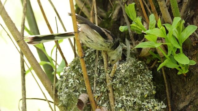 Гнездо ополовника: птенцы кормежки, вынос помета Slow Motion 4k 120fps Canon R5 23мая2021 без звука