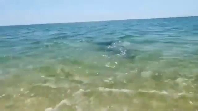 Дельфины охотятся на рыбу у берега! смотреть онлайн