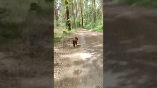 Бийск. Лесное. Усть-Катунь. Poco x3 pro. Велосипед смотреть онлайн