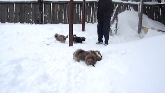 щенки тибетской породы лхаса апсо смотреть онлайн