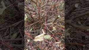 Октябрь. Обрезка ивы японской "Хакуро Нишики".