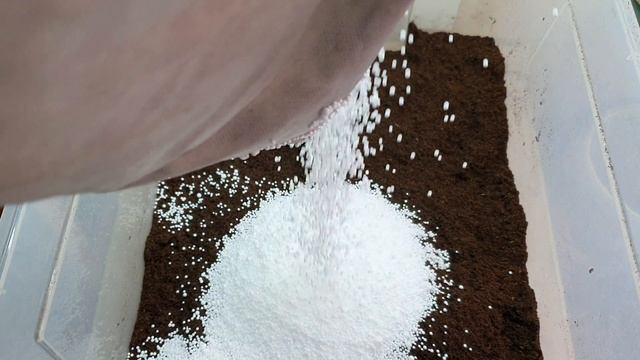 Рыба-Симфония