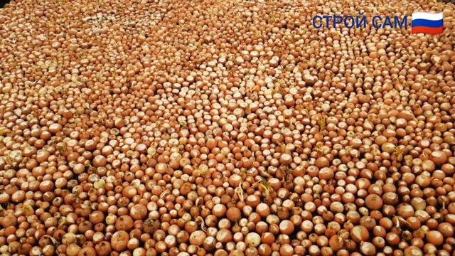 Выращивание зеленого лука часть 2 смотреть онлайн