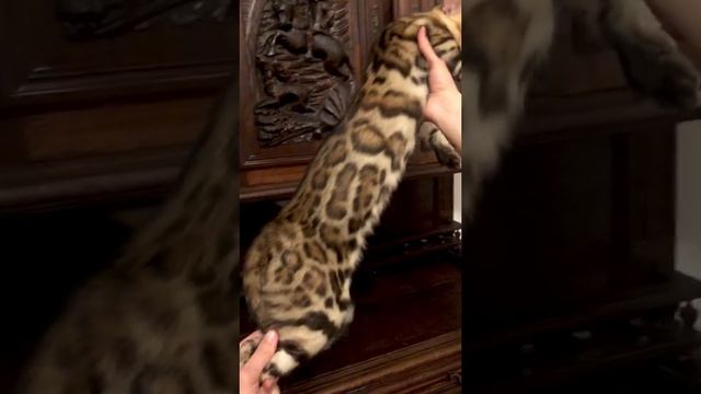 Питомник бенгалов. Купить бенгальского кота или Кошку. Окрас розетка на золоте смотреть онлайн