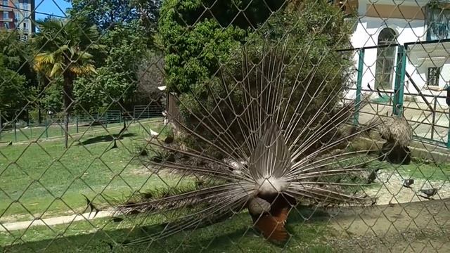 Павлины и страусы в дендрарии в Сочи. Май. смотреть онлайн