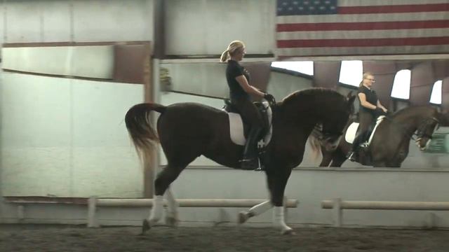 SOLD!! Third Level Dressage 16 h 9 Yr KWPN Geld by Consul - Peyton, CO $30,000 смотреть онлайн