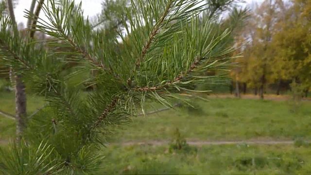 Ветка ели #футаж #видеофон смотреть онлайн