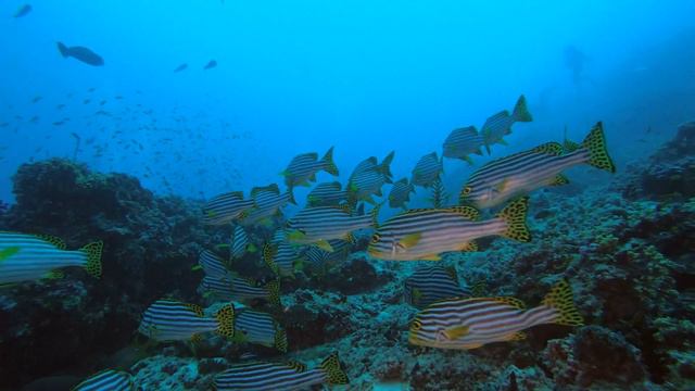 Maldives Deep South Diving 4k смотреть онлайн