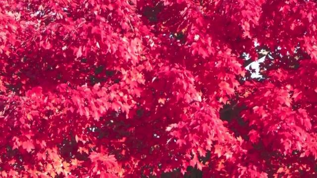 Red Sunset Maple Trees For Sale смотреть онлайн