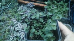 Каллизия ползучая (Callisia repens) Размножение, уход.