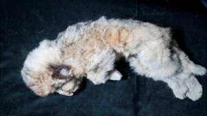 Пещерный лев | Вымершие животные