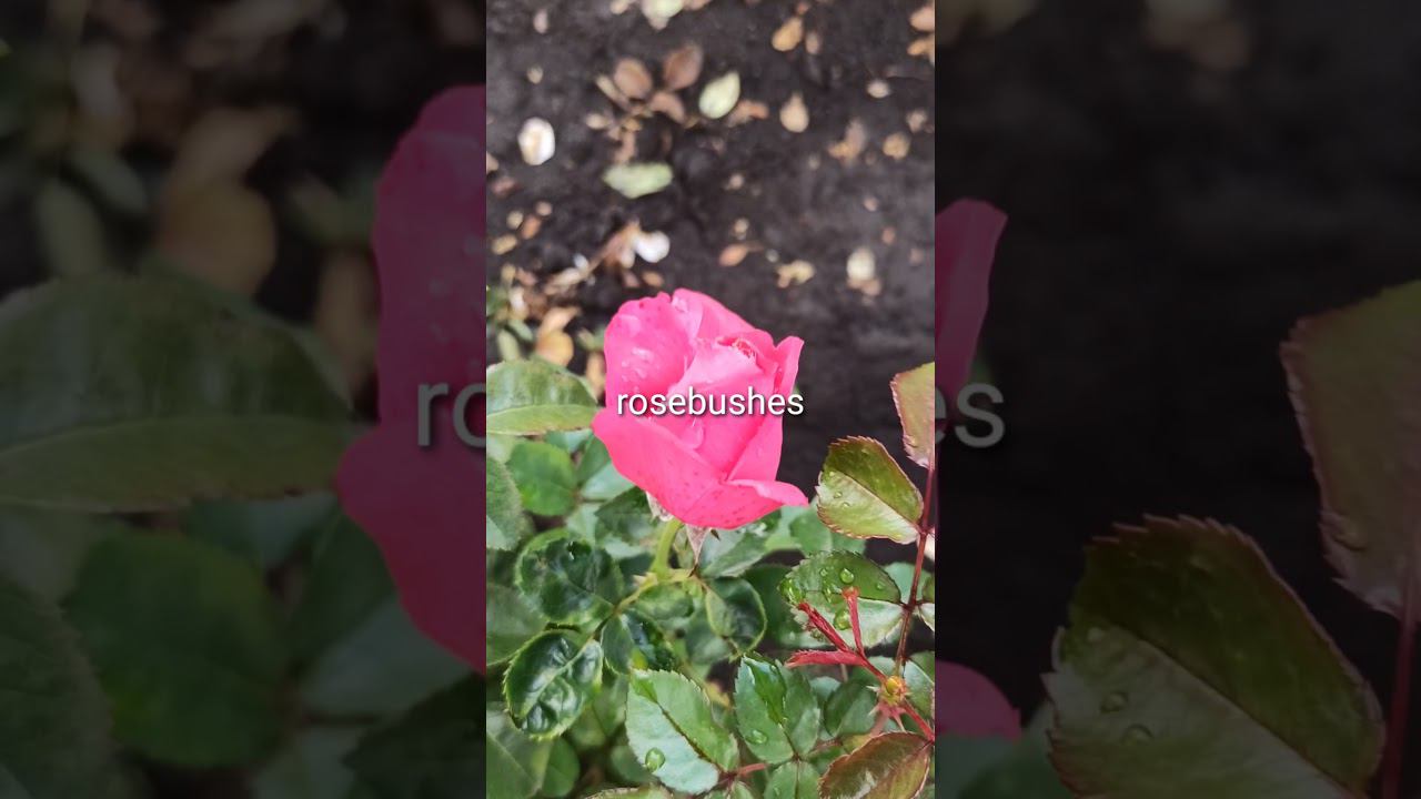 Черри Леди, Хот Шоколад, Огюст Ренуар. https://rose-bushes.ru/ смотреть онлайн