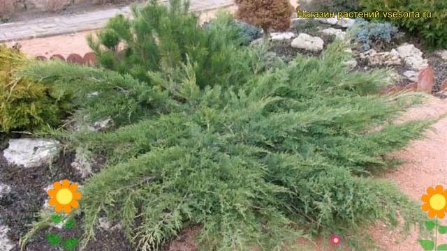 Можжевельник казацкий Там Ноу Блайт. Краткий обзор, описание Juniperus Sabina Tam No Blight