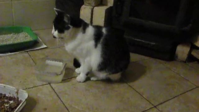 Кошка пьет воду лапой )) смотреть онлайн