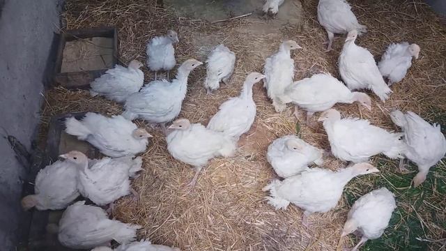 Индюки биг 6 смотреть онлайн