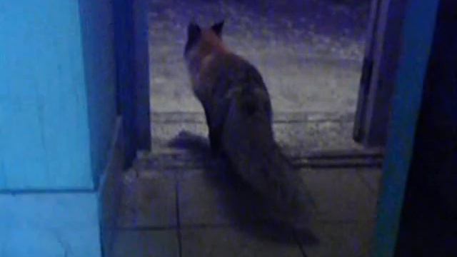 лиса.wmv смотреть онлайн