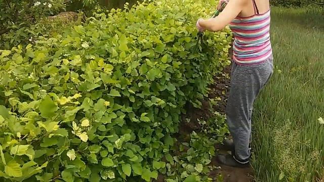 Весенняя стрижка живой изгороди из боярышника 20 мая 2018 года смотреть онлайн