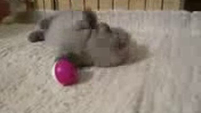 Британские лиловые котята Породы кошек смотреть онлайн