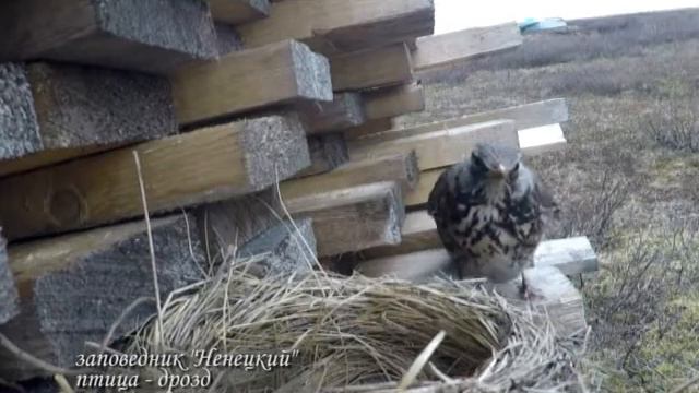 Заповедник «Ненецкий» Дрозд смотреть онлайн