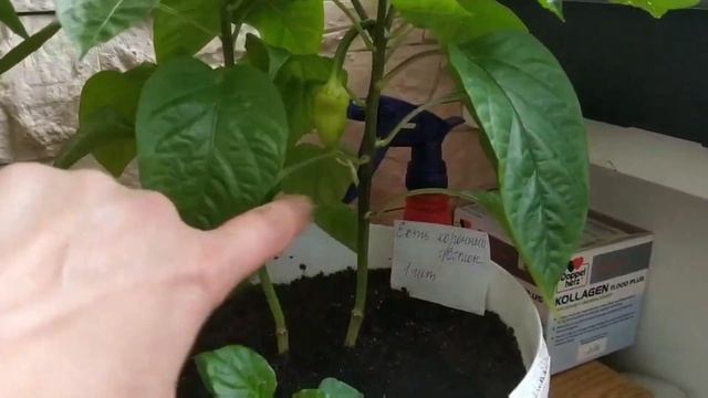 Коронный цветок у перца. Оставлять или удалять? смотреть онлайн