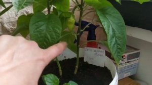 Коронный цветок у перца. Оставлять или удалять?