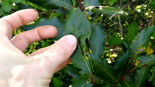 Lockdown Bushcraft. Urban Foraging part 3 смотреть онлайн
