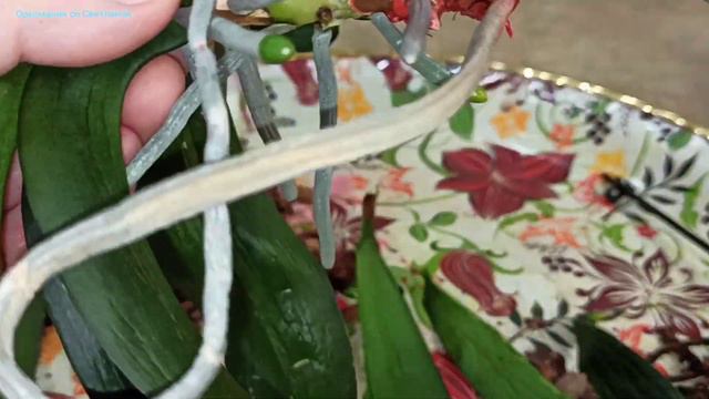 Результат реанимаций орхидей. Часть - 2. смотреть онлайн