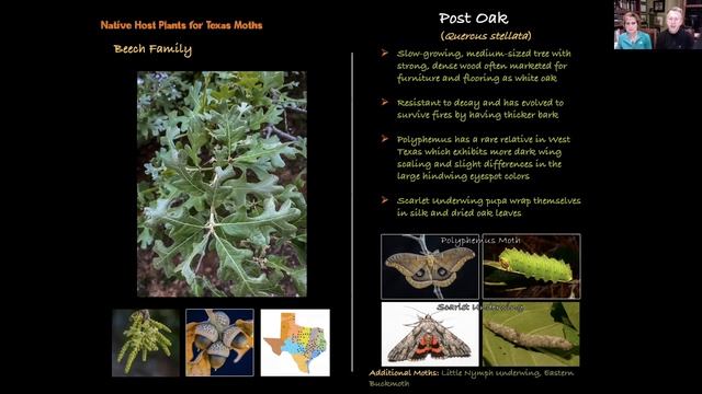 Feb 2023 Meeting: Native Host Plants for Texas Moths w/ Jim & Lynne Weber смотреть онлайн