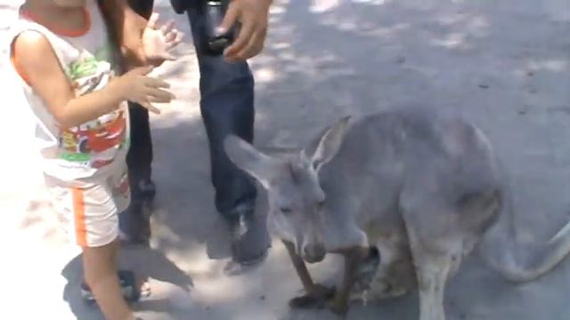 кенгуру с детенышем смотреть онлайн