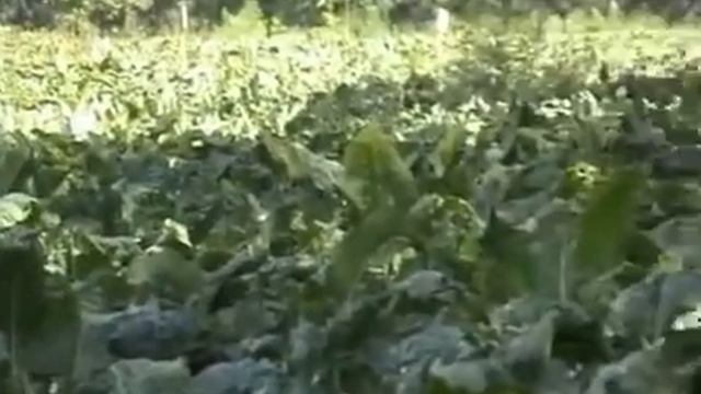 Листовая подкормка Нутривант Плюс сахарная свекла 2020г смотреть онлайн