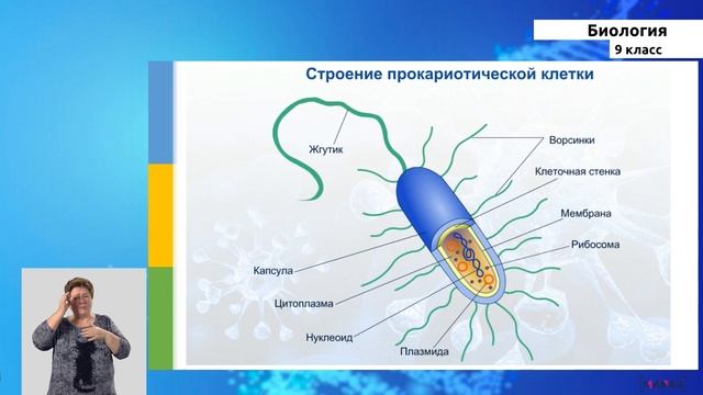9 класс - РУ - Биология - №7 - История и методы изучения клетки. Клеточная теория. Типы клеток смотреть онлайн