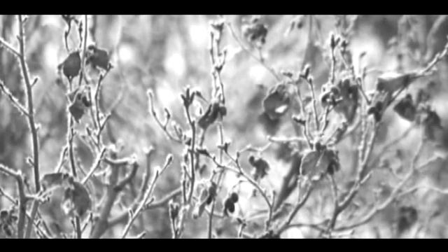 Зимний сад. СТАСИДИИ. смотреть онлайн