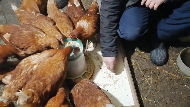 Делаем коробку под кормушку чтобы уменьшить потери корма.Проверяем в использовании. смотреть онлайн