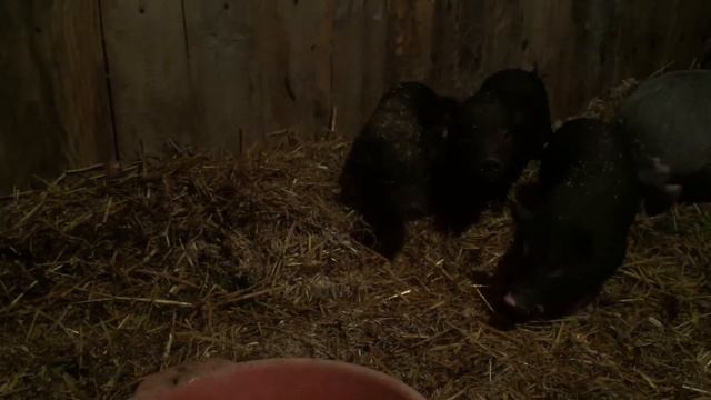 Купила ещё поросят? Кого на мясо? Обзор на хозяйство. смотреть онлайн