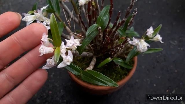 ДЕНРОБИУМ монилиформе. Любимые орхидеи. Dendrobium moniliforme. смотреть онлайн