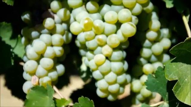 Видео-отчет Джеми Гуда о посещении Фанагории