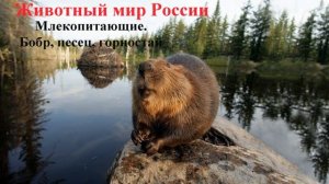 Млекопитающие. Бобр, песец, горностай