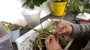 Спасаю ДЕНДРОБИУМ  / Если что спасать?