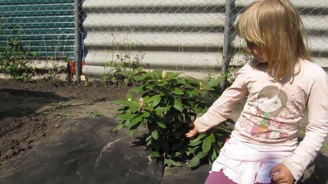 Начало цветения Рододендронов 06.05.2017г. смотреть онлайн