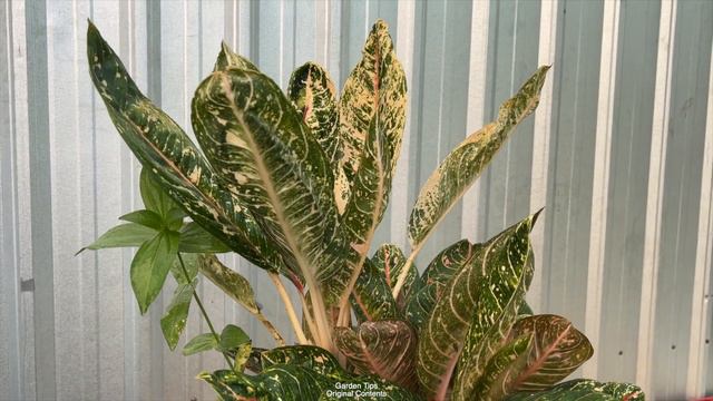 Aglaonema Commutatum Grown In Soil.