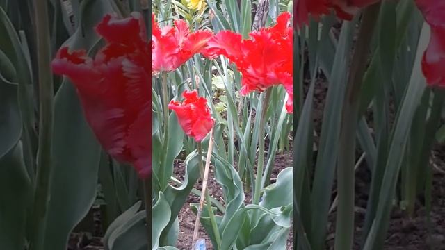 Тюльпан Эмейзинг Пэррот (Tulipa Amazing Parrot) u garden fire смотреть онлайн