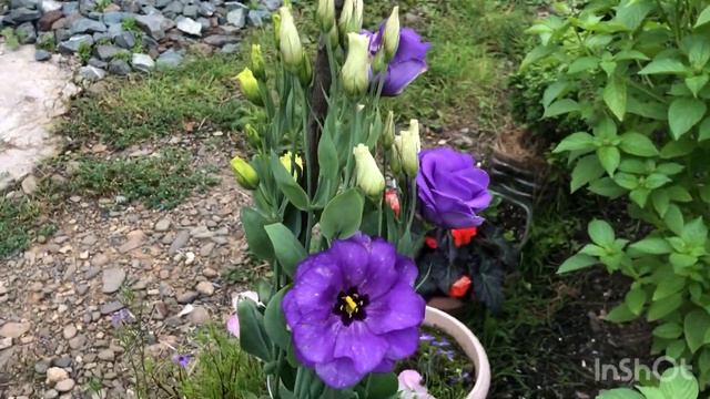 Цветут эустомы//Топлю печь//Шопинг// смотреть онлайн