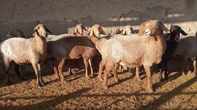 Гиссарские,Арашанские овцы смотреть онлайн