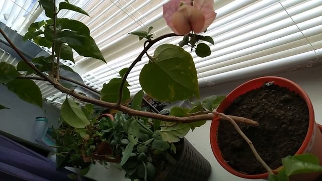 БУГЕНВИЛЛИЯ ЗАЦВЕТЕТ ЕСЛИ ВЗЯТЬ ЗА ПРАВИЛО смотреть онлайн