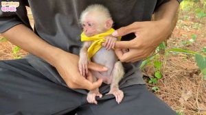 Cute baby monkey BiBi