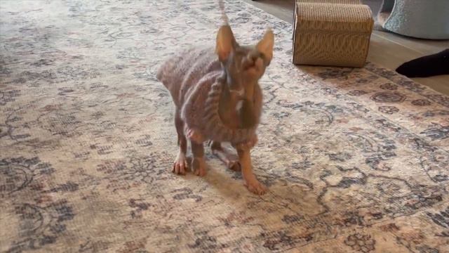 Making Sweaters For My Sphynx Cat смотреть онлайн