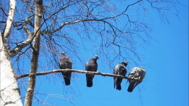Кто берёзку причесал смотреть онлайн