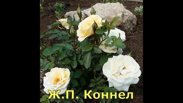 Канадские неукрывные розы. Каталог ВЕСНА 2020. Часть 2 смотреть онлайн